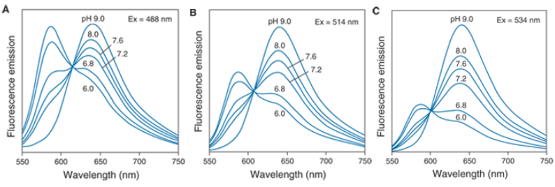 5-(and-6)-carboxy SNARF-1, Cell Impermeant  pH荧光探针