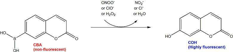 Coumarin Boronic Acid (CBA) 香豆素硼酸