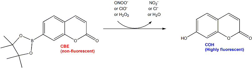 Coumarin Boronic Acid pinacolate ester (CBE)  香豆素硼酸频那醇酯