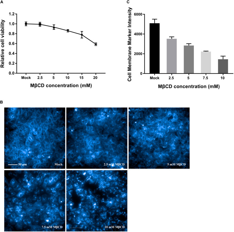 Filipin III (Cholesterol fluorescent probe)  胆固醇荧光探针