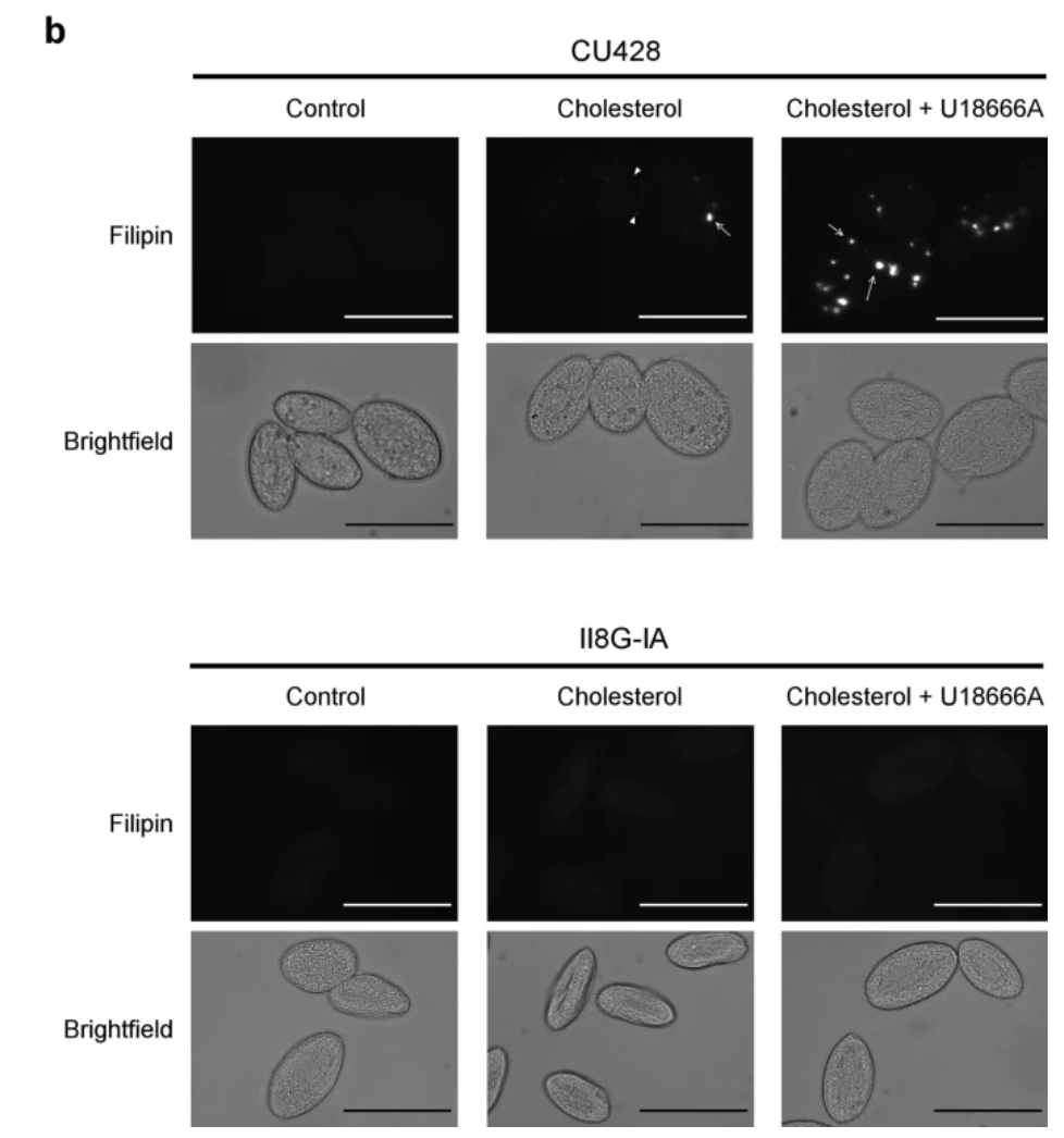 Filipin III (Cholesterol fluorescent probe)  胆固醇荧光探针