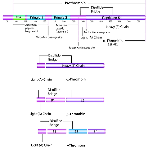 Human α-Thrombin 人α-凝血酶