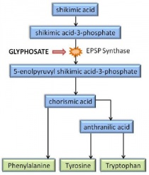 Glyphosate 草甘膦