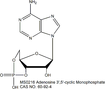 Adenosine 3′,5′-cyclic Monophosphate (cAMP) 腺苷-3′,5′-环单磷酸（环磷腺苷）
