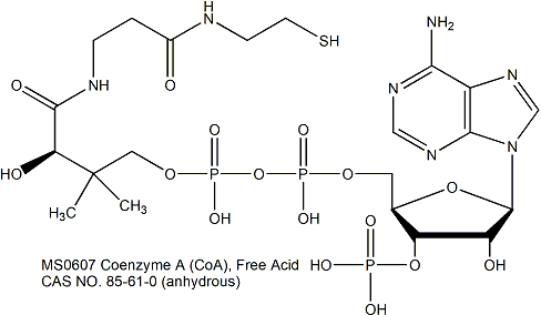 Coenzyme A (CoA), Free Acid 辅酶A（游离酸）
