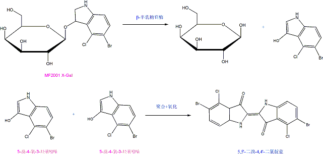 X-Gal 5-溴-4-氯-3-吲哚-β-D-吡喃半乳糖苷