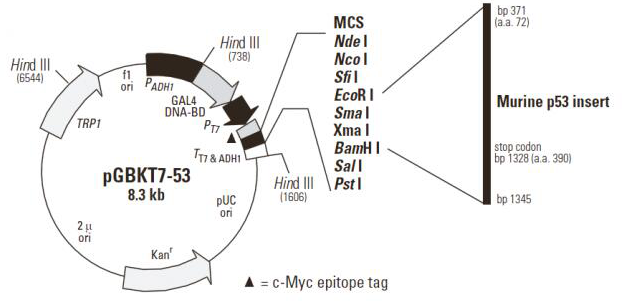 pGBKT7-53 Vector 酵母双杂交对照载体