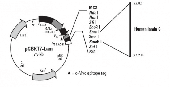 pGBKT7-Lam Vector  酵母双杂交对照载体