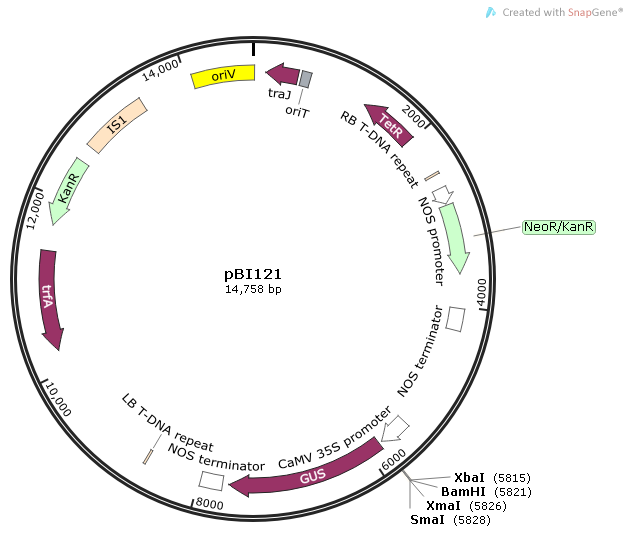 pBI121 Plant Expression Vector 植物表达载体
