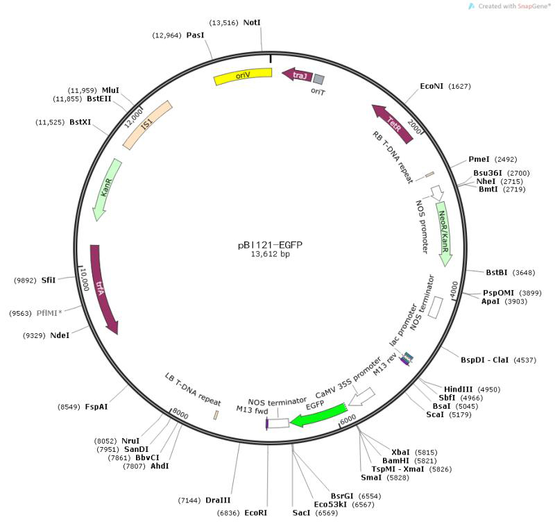 pBI121-EGFP Plant Expression Vector 植物表达载体
