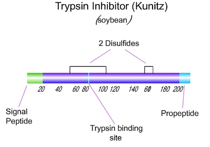Trypsin Inhibitor, Soybean 大豆胰蛋白酶抑制剂