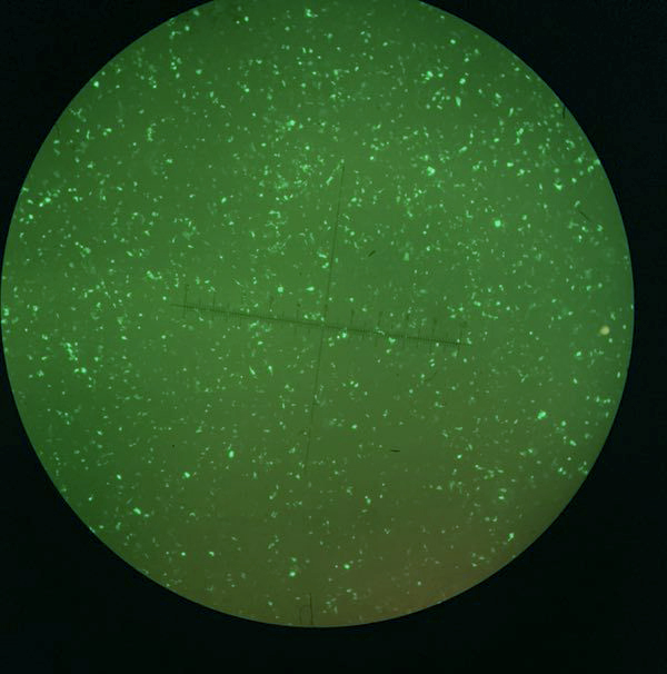 Polyethylenimine Linear, MW 25000 线性化聚乙烯亚胺PEI 25000