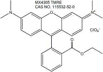 Tetramethylrhodamine Ethyl Ester (TMRE) 四甲基罗丹明乙酯