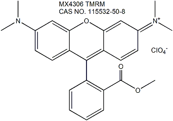 Tetramethylrhodamine Methyl Ester (TMRM) 四甲基罗丹明甲酯