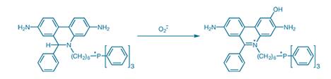 MitoSOX Red Mitochondrial Superoxide Indicator 红色线粒体超氧化物荧光探针