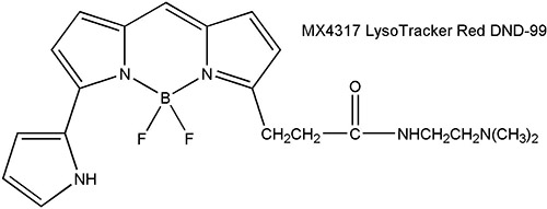 LysoTracker Red DND-99 红色溶酶体荧光探针
