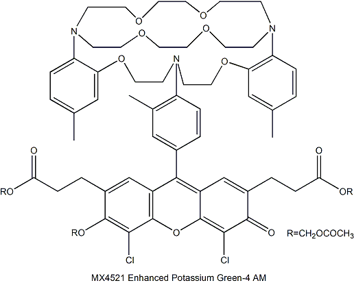 Enhanced Potassium Green-4 AM 钾离子指示探针