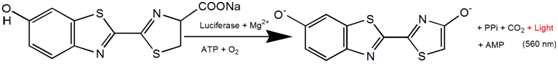D-Luciferin, Potassium Salt  D-荧光素钾盐