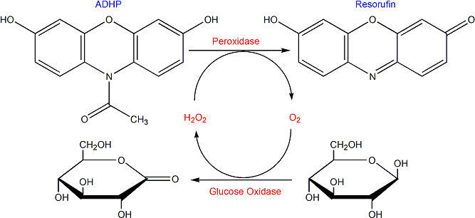 10-Acetyl-3,7-dihydroxyphenoxazine (ADHP) 过氧化氢探针