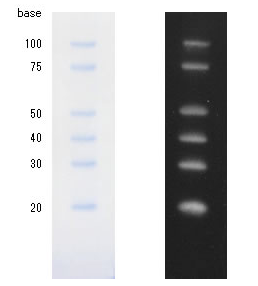 diagnocine：DIG Labeled Blue Color Marker for SmallFNK-DM270