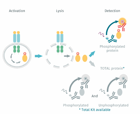cisbio 磷酸组蛋白 H3 (Ser10) 细胞试剂盒64HH3PEG