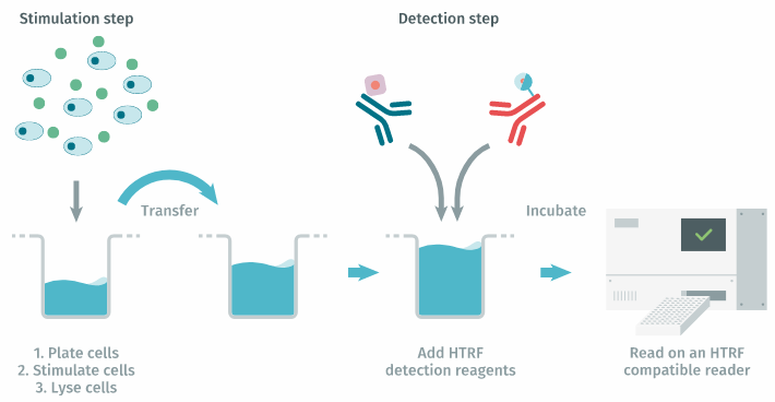 cisbio 磷酸组蛋白 H3 (Ser10) 细胞试剂盒64HH3PEG