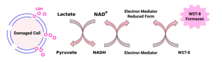 LDH Cytotoxicity Assay乳酸脱氢酶细胞毒性试验TBS2002