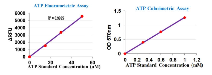 ATP比色/荧光测定试剂盒ATP Colorimetric/Fluorometric Assay KTBS2010