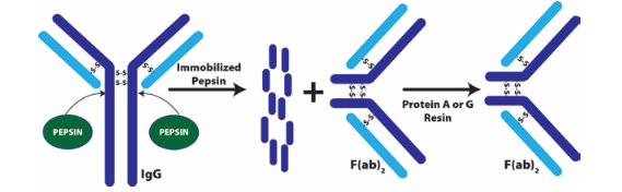 G-Biosciences： F(ab)2 Fragmentation Kit786-864