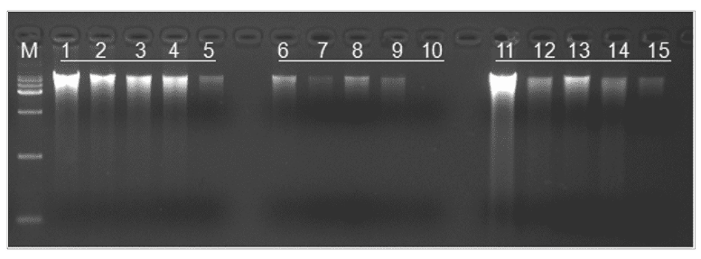 mpbio DNA/RNA 提取试剂盒116530050