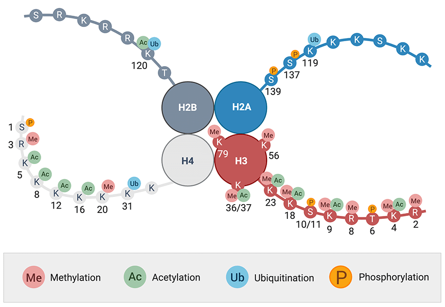 表观遗传变化如何控制我们的基因