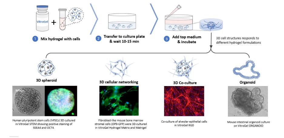 VitroGel 水凝胶的多种 3D 细胞培养方法和应用