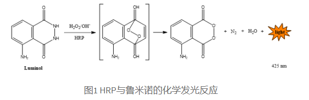 bocsciences化学发光底物详细介绍