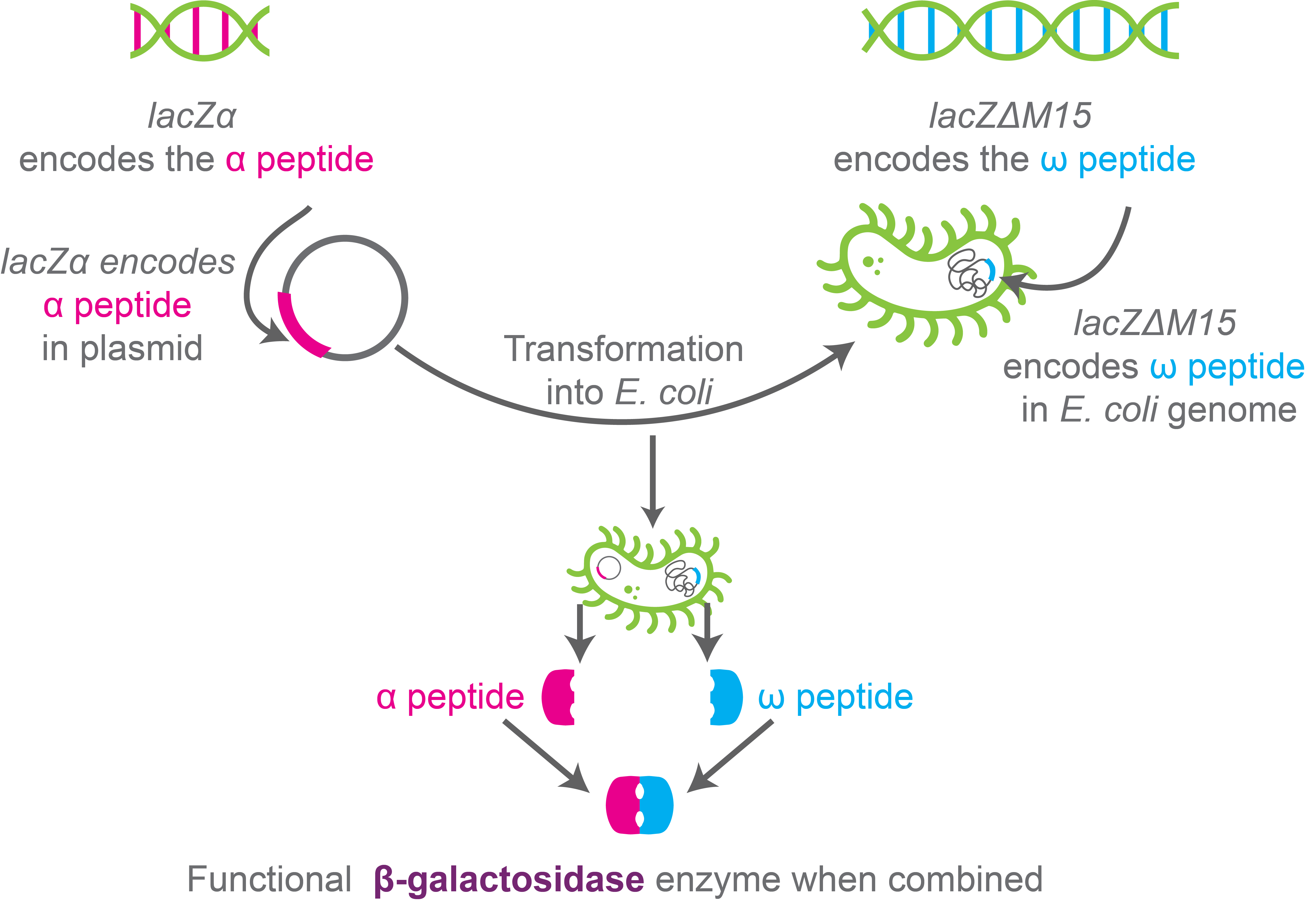 因克隆中的差异培养基是什么以及它如何工作
