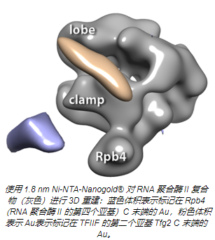 混合技术利用 Ni-NTA-Nanogold&#174; 阐明亚蛋白结构， 揭示关键基因转录机制