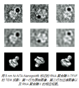 混合技术利用 Ni-NTA-Nanogold&#174; 阐明亚蛋白结构， 揭示关键基因转录机制