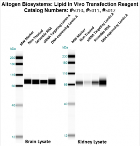 altogen LIPID 体内转染试剂介绍