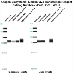 altogen LIPID 体内转染试剂介绍