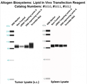 altogen LIPID 体内转染试剂介绍