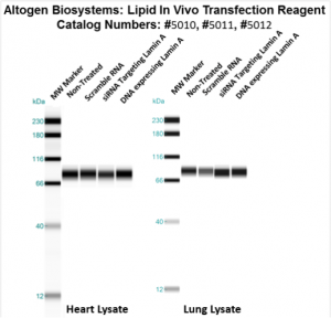 altogen LIPID 体内转染试剂介绍
