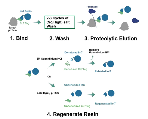 CLiM&trade;技术——CLiM&trade;亲和标签系统简介