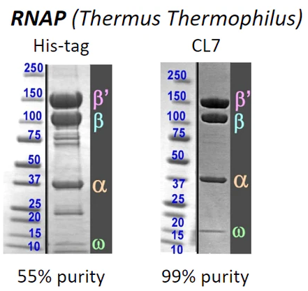 CLiM&trade;技术——CLiM&trade;亲和标签系统简介
