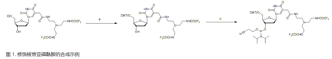 RNAi 研究中的修饰亚磷酰胺的作用