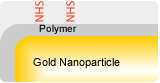 Nanopartz&trade; 一步金纳米粒子与抗体偶联试剂盒介绍