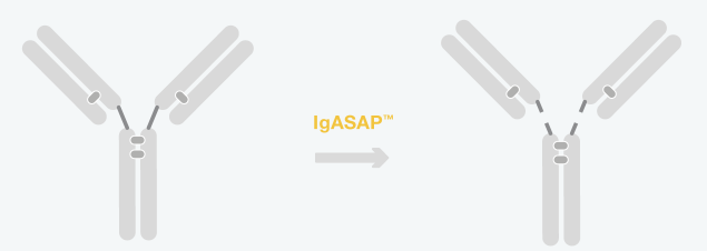 genovis产品介绍—IgA1 特异性蛋白酶