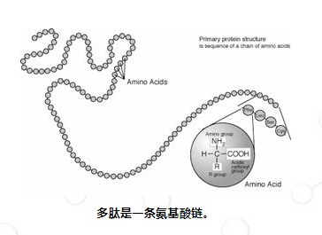 chempep氨基酸概述