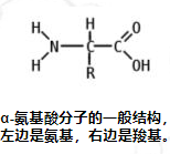 chempep氨基酸概述