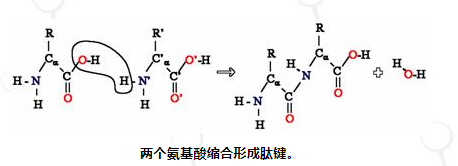 chempep氨基酸概述