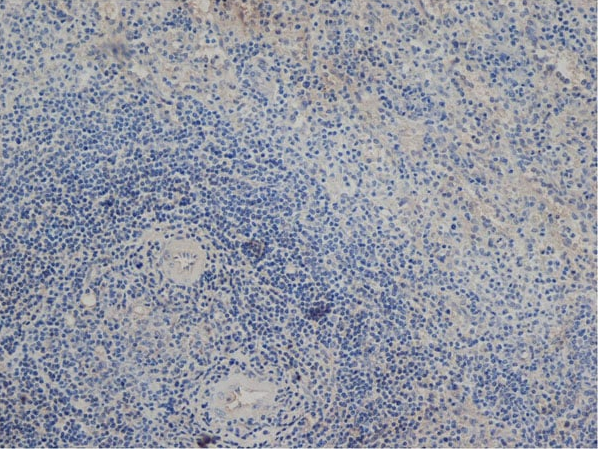 抗 DLL1 抗体 : 仓鼠 DELTA-LIKE PROTEIN 1 单克隆抗体概述