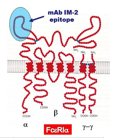 nbs-c单克隆抗体(IM-2)描述